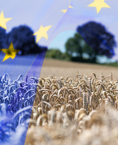 Weizenfeld und Europa-Flagge