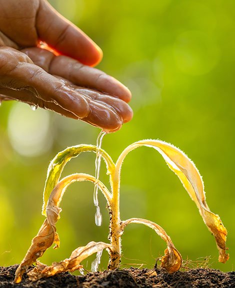 Philanthropy Coalition for Climate Projektbild 570x477 Header