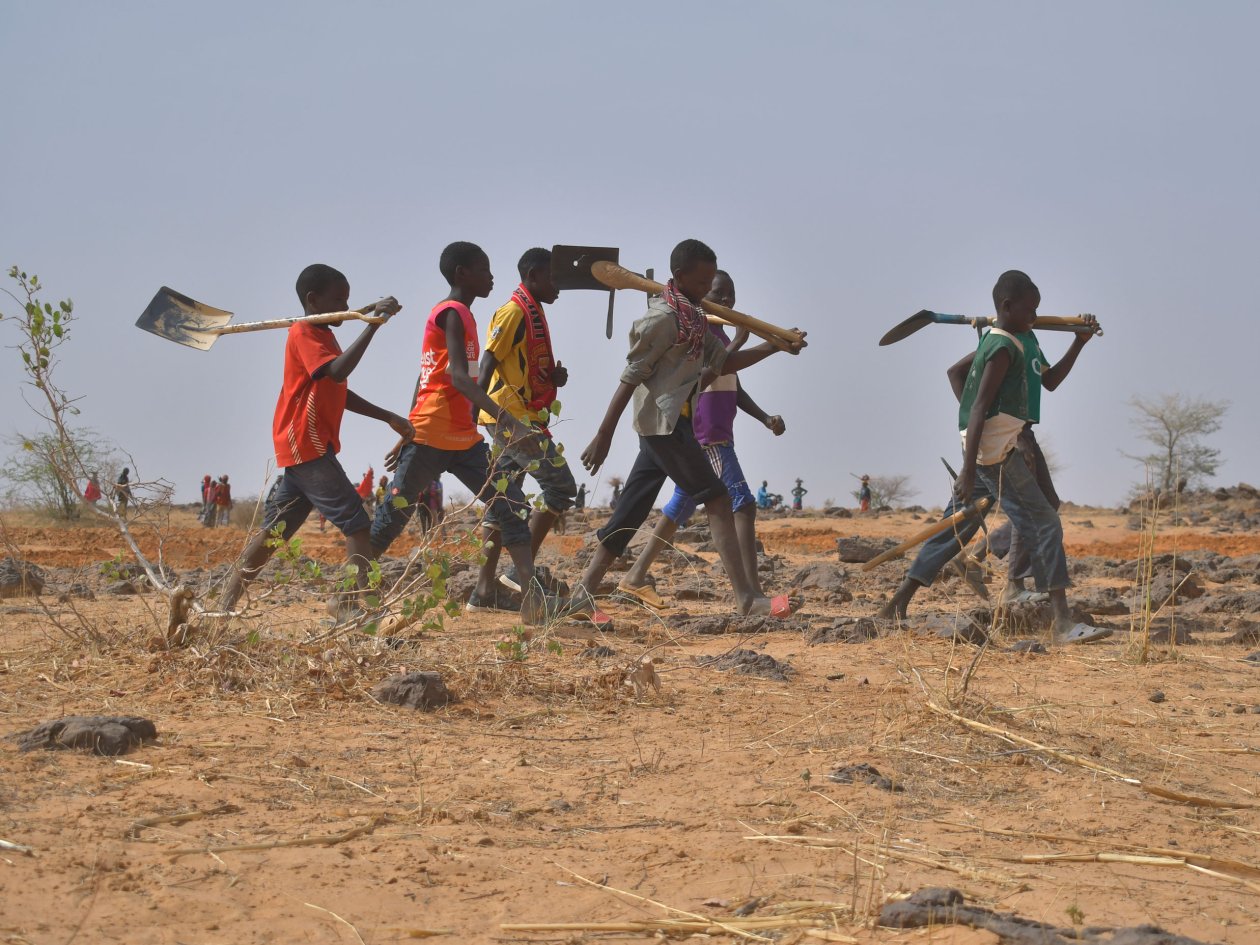 Mitglieder dreier Stämme – der Tuareg, Peul und Hausa – versuchen gemeinsam ihr Land wieder zu begrünen.