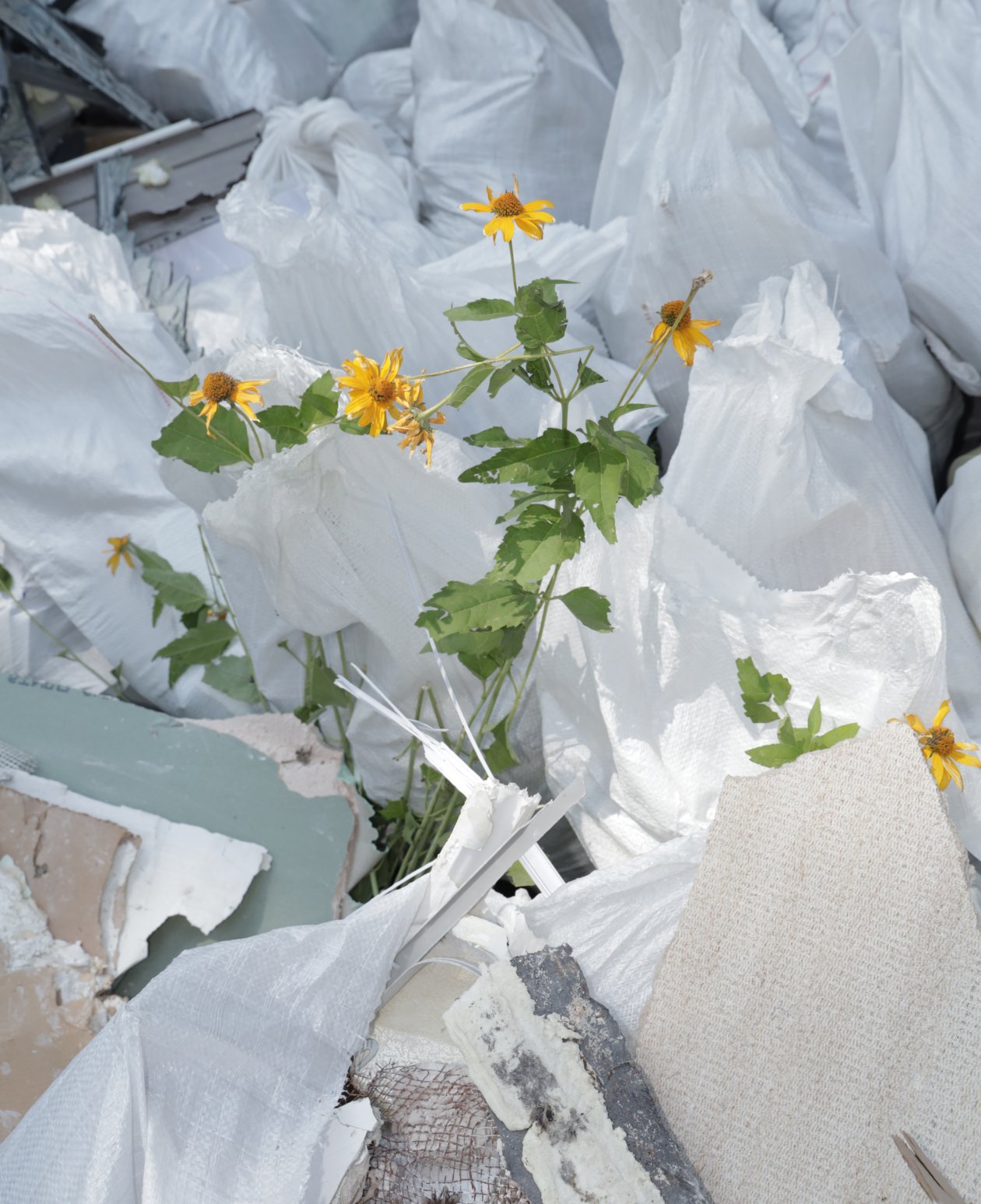 Aus einem Berg mit Schutt wachsen Blumen