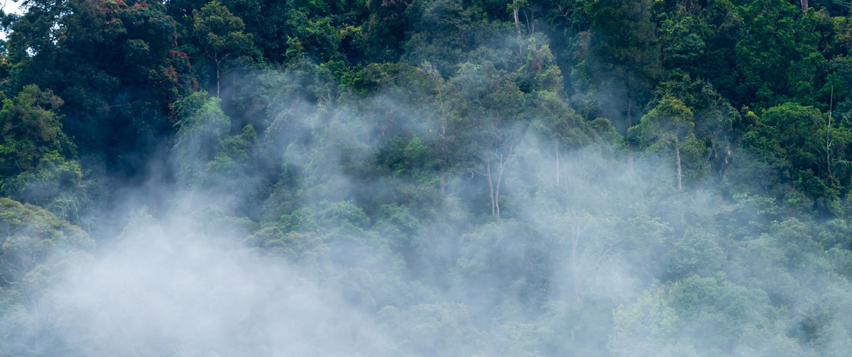 Rain forest with smoke