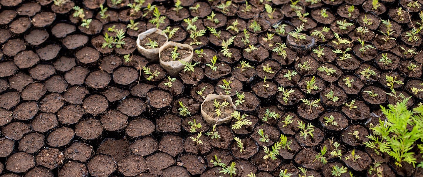 Fresh plants growing on fertile soil