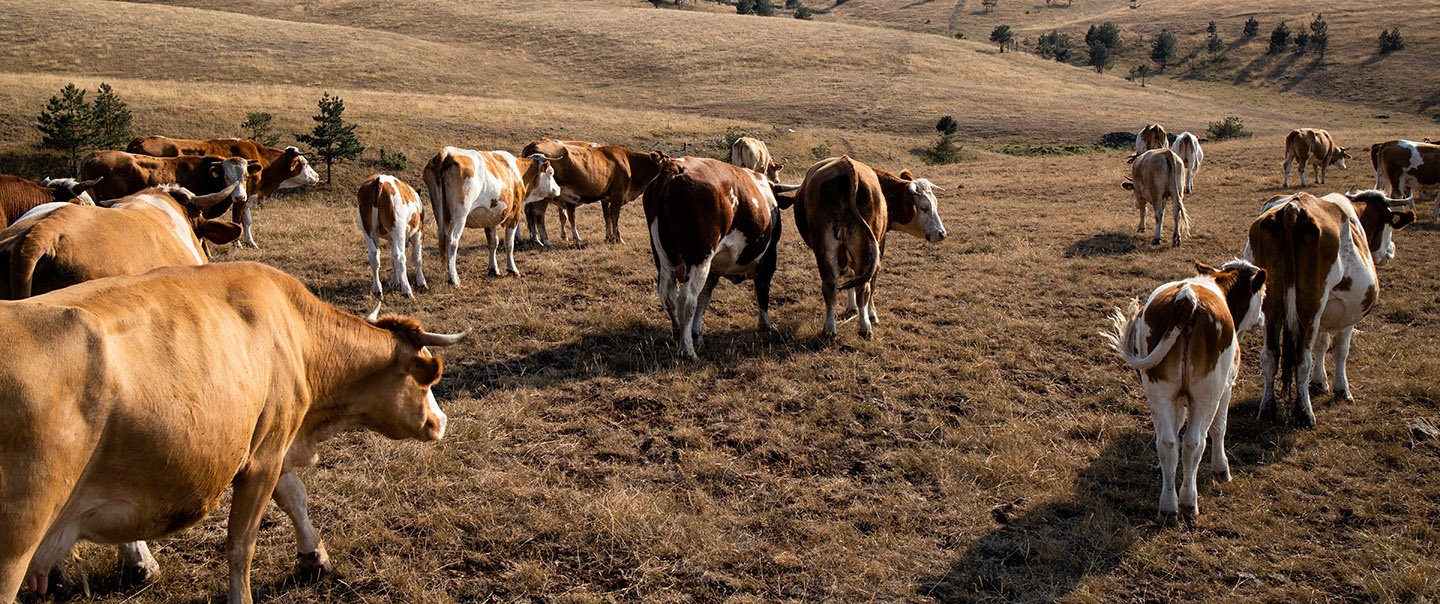 Cattle on the pasture