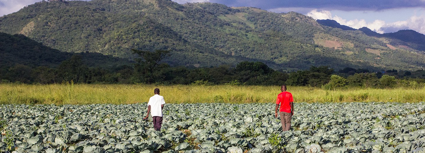 Zwei Landwirte auf einem Kohlfeld vor einer Bergkulisse in Afrika
