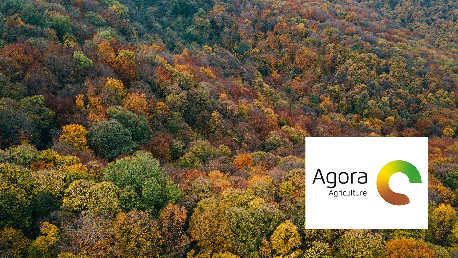 Aerial view of forest in autumn