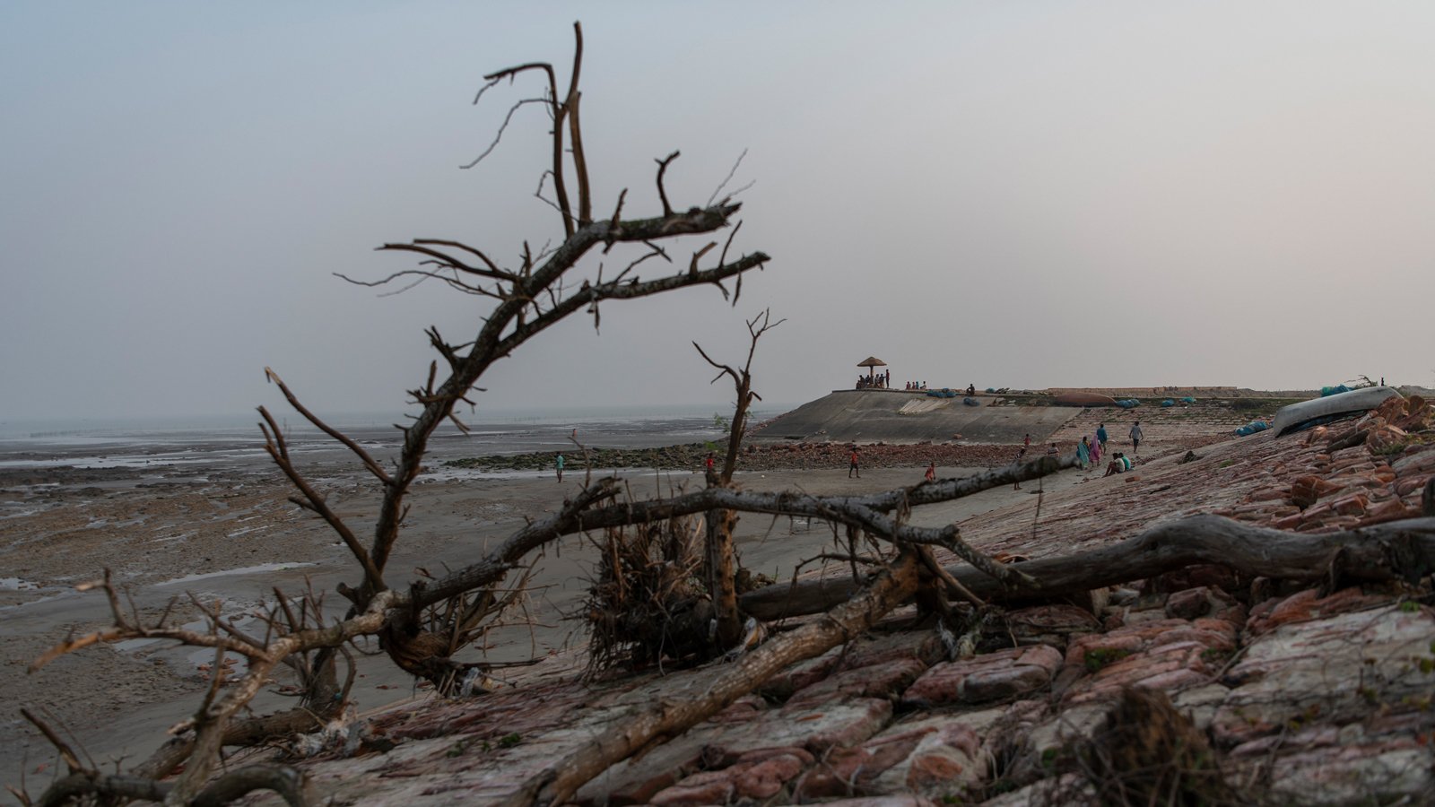 Mangroves as a bulwark against flooding in the Sundarbans.