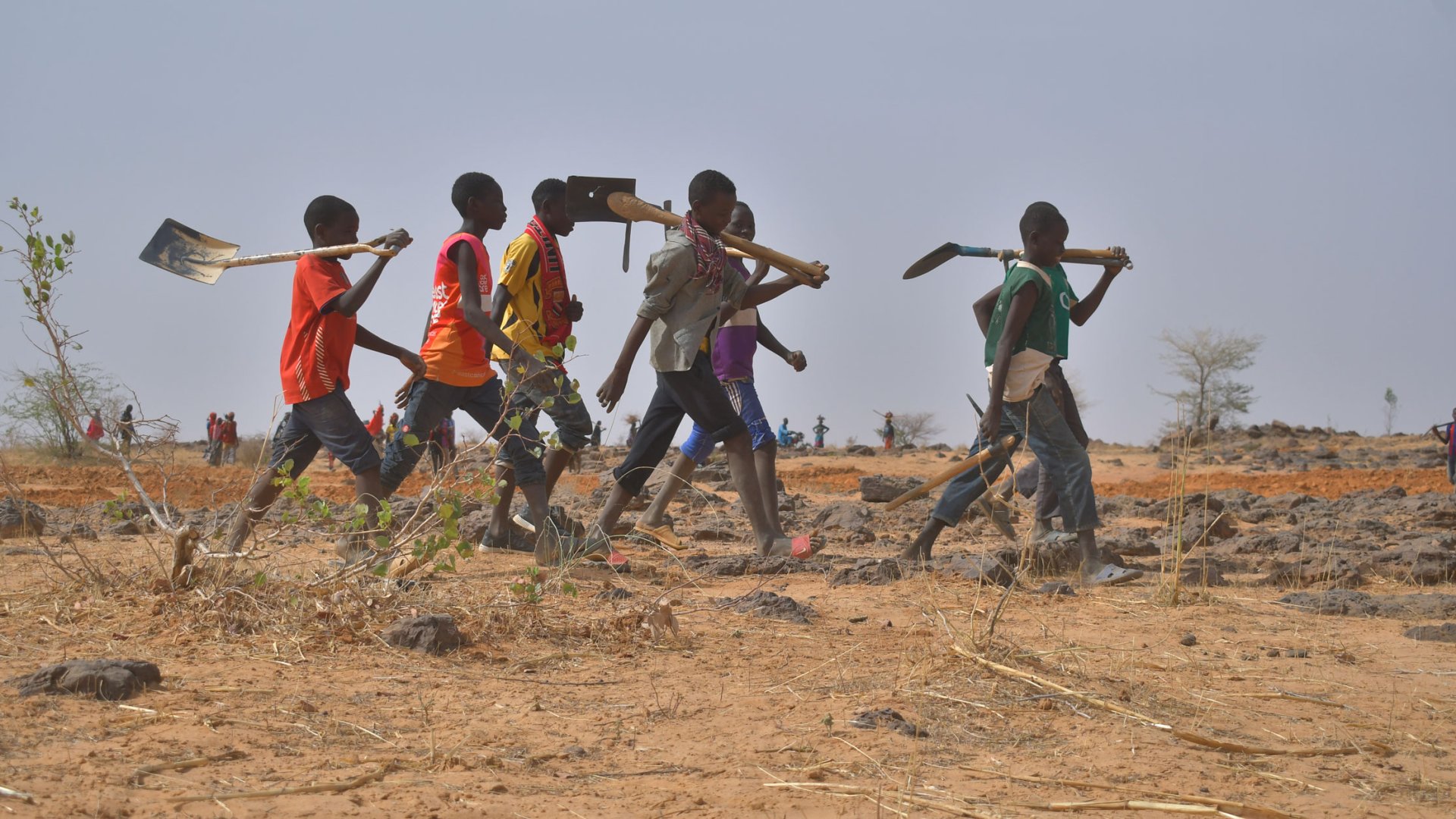 Mitglieder dreier Stämme – der Tuareg, Peul und Hausa – versuchen gemeinsam ihr Land wieder zu begrünen.