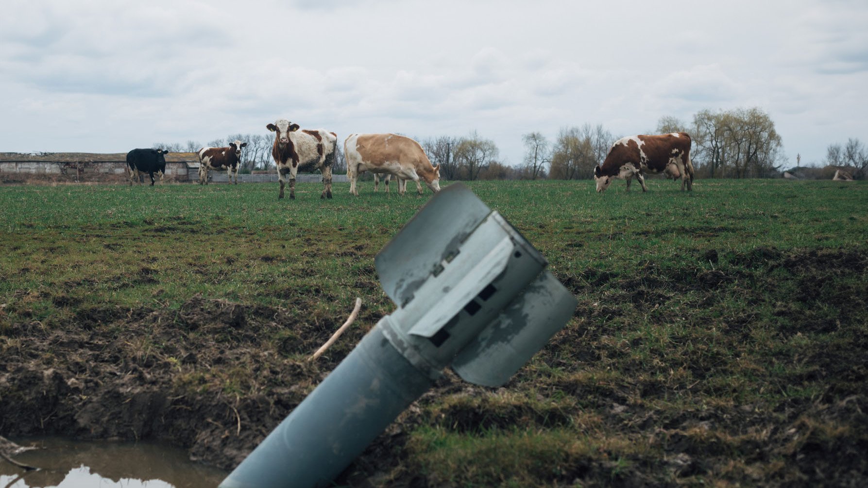 Missile in a pond, cows grazing in the background.