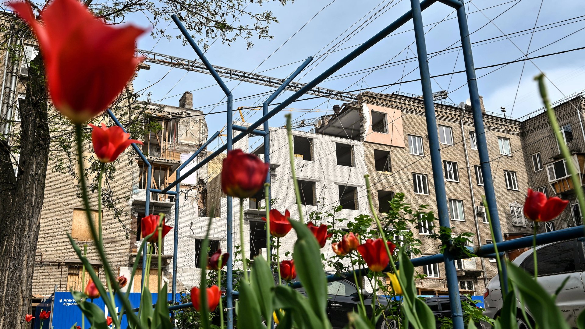 Rote Tulpen blühen vor einem zerstörten Wohnblock in der Ukraine