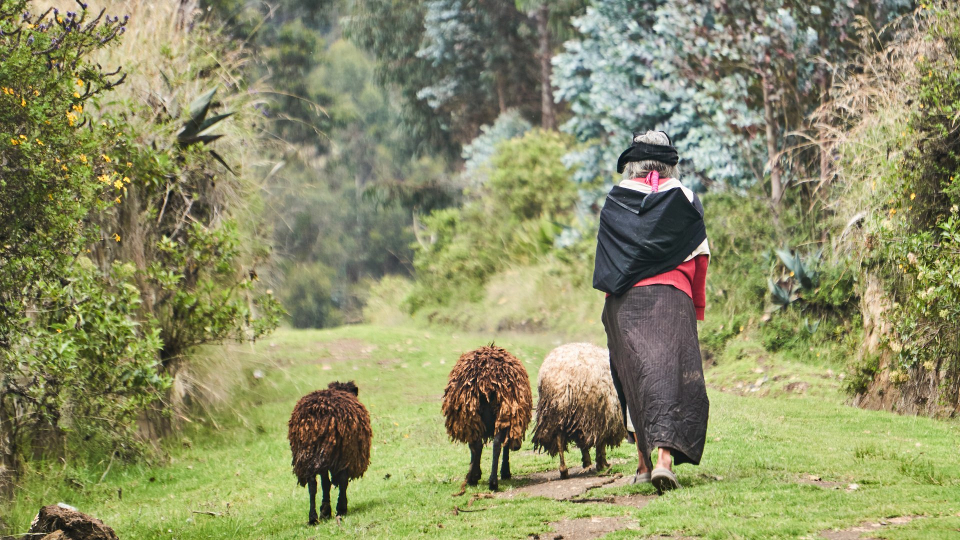 Eine Frau in Ecuador geht mit ihren Schafen über eine Wiese