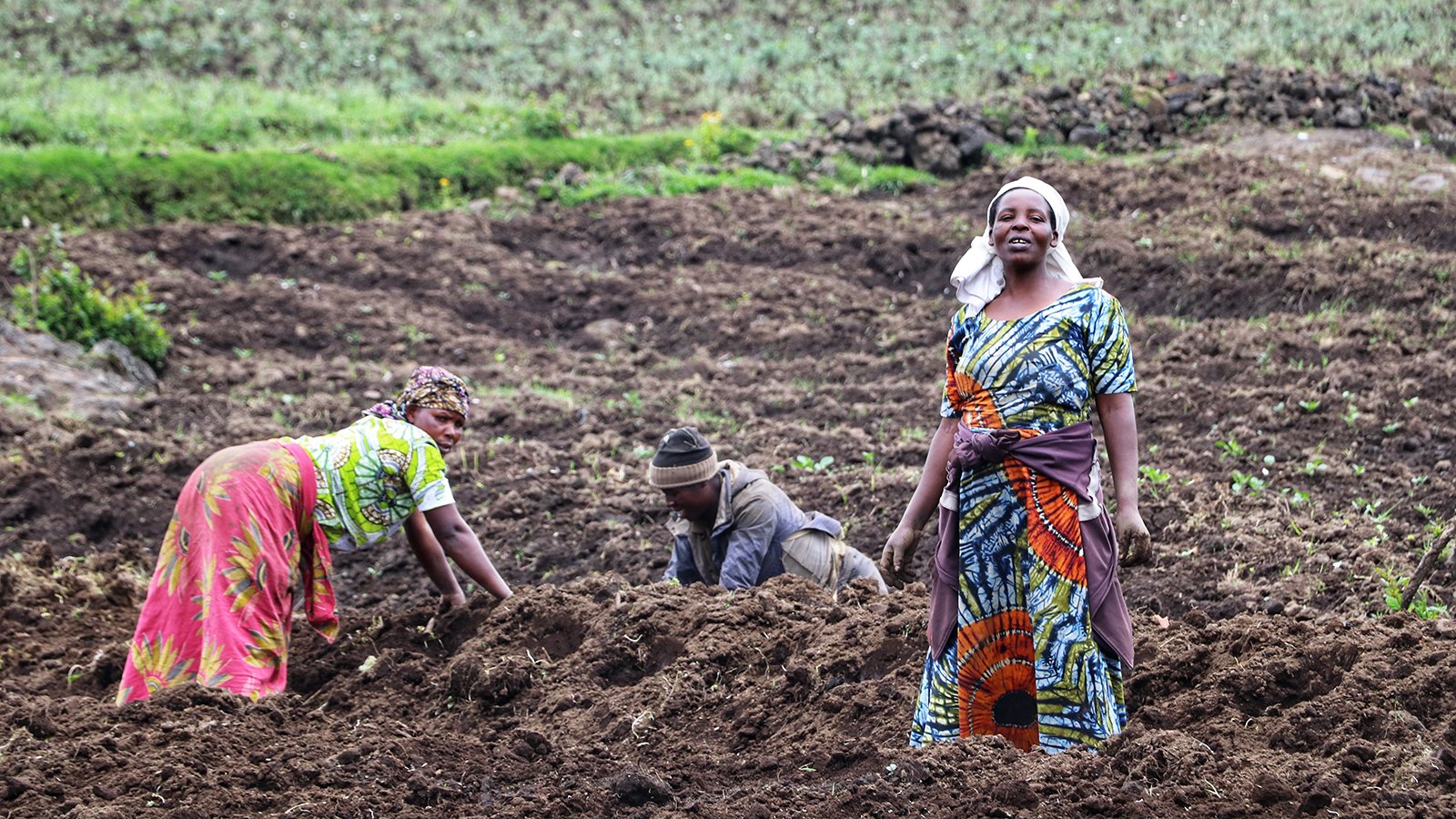 African women farmers working in a field (Musanze, Rwanda 2023)